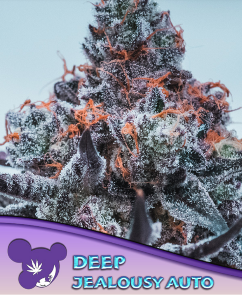 Samen 3x Deep Jealousy Automatik Anesia seeds